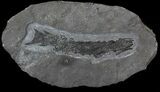 Devonian Tristichopterus - Fish & Tetrapod Transitional Fossil #63382-3